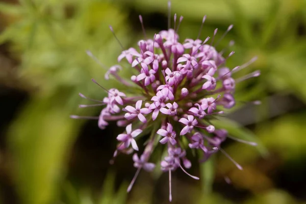 Bloem Van Een Kaukasische Kruiswoordplant Phuopsis Stylosa — Stockfoto
