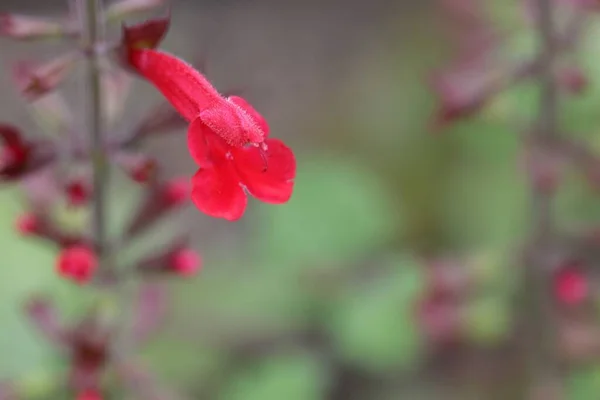 Egy Cédrus Zsálya Virága Salvia Roemeriana — Stock Fotó