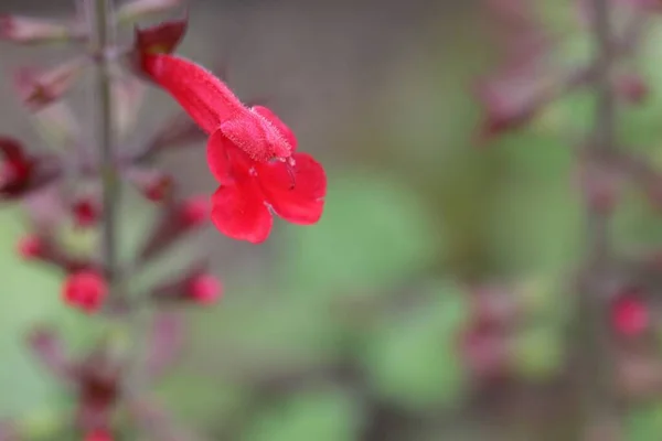 Flor Una Planta Salvia Cedro Salvia Roemeriana —  Fotos de Stock