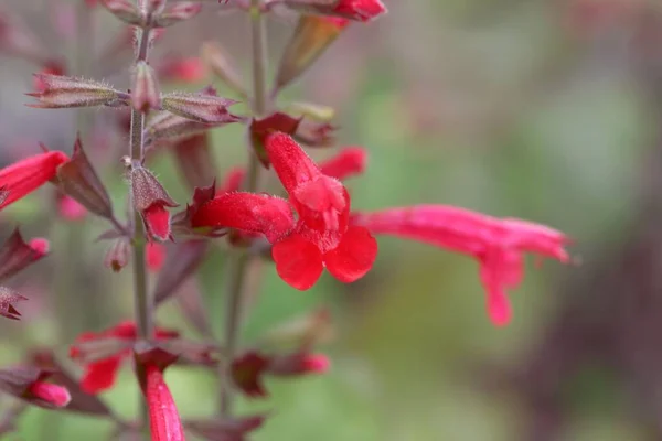 Άνθος Κέδρου Φασκόμηλου Salvia Roemeriana — Φωτογραφία Αρχείου