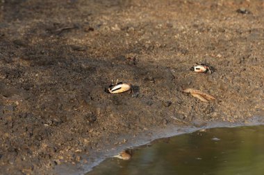Kemancı kaptı, Uca tangeri, Gambiya 'da çamurlu bir dairede, Batı Afrika. 