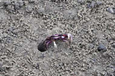 Batı Afrika 'da Gambiya' da çamurlu bir evde kemancı Uca Tangeri.. 