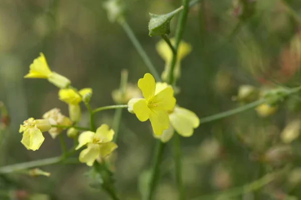 Bunias Erucago 卷心菜花序 — 图库照片