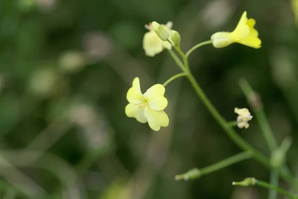 Bunias Erucago 卷心菜花序 — 图库照片