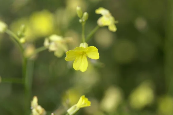 Bunias Erucago 卷心菜花序 — 图库照片