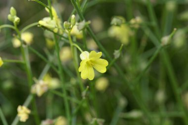 Siğilli bir lahana bitkisinin çiçeği, Bunias erucago.