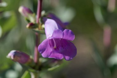 Büyük bir sakaldil bitkisinin çiçeği, Penstemon grandiflorus.