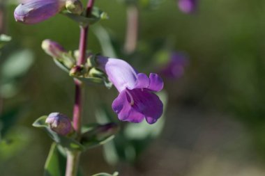 Büyük bir sakaldil bitkisinin çiçeği, Penstemon grandiflorus.