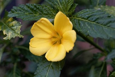 Bir papatya çalısı çiçeği, Turnera diusa, Orta Amerika 'dan bir tıbbi bitki..  