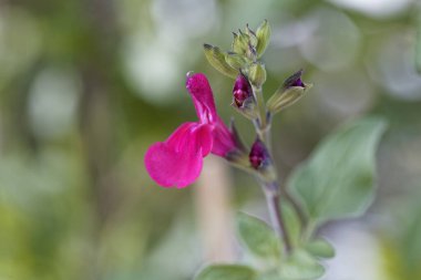 Frenk üzümlü adaçayı çiçeğinin makro fotoğrafı, Salvia microphylla. 