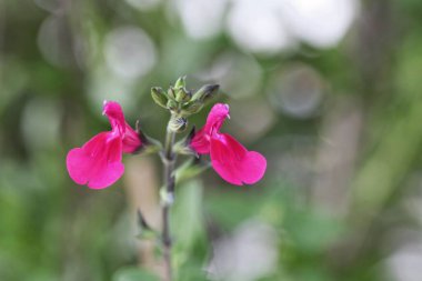 Frenk üzümlü adaçayı çiçeğinin makro fotoğrafı, Salvia microphylla. 