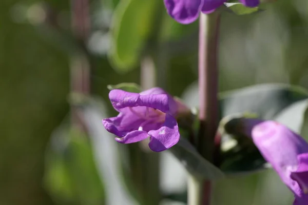 Blüte Einer Großen Bartzungenpflanze Penstemon Grandiflorus — Stockfoto