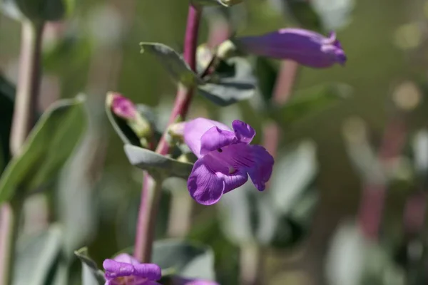 Blüte Einer Großen Bartzungenpflanze Penstemon Grandiflorus — Stockfoto