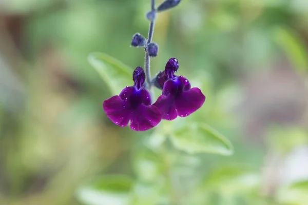 Flor Salvia Salvia Jamensis Una Salvia Híbrida Jardín — Foto de Stock