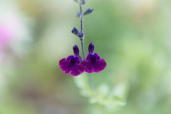 Bunga Bijak Salvia Jamensis Seorang Ahli Hibrida Kebun — Stok Foto