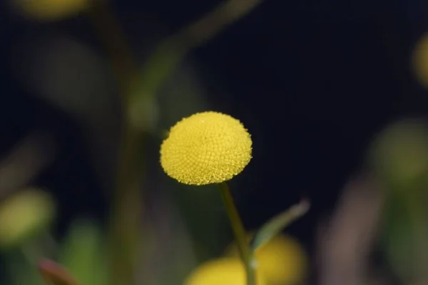真鍮ボタンの花のマクロ写真 コトゥラコロノフィオリア 暗い背景を持ちます — ストック写真