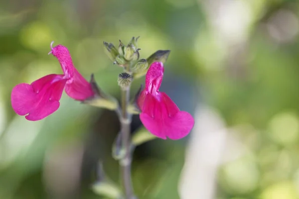 Makro Fénykép Egy Fekete Ribizli Zsályavirágról Salvia Microphylla — Stock Fotó