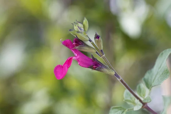 Makro Zdjęcie Kwiatu Szałwii Czarnej Porzeczki Salvia Microphylla — Zdjęcie stockowe