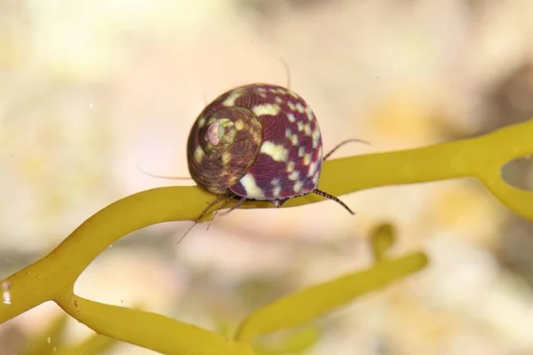 Foto Makro Dari Laut Datar Atas Shell Gastropoda Gibbula Umbilicalis — Stok Foto