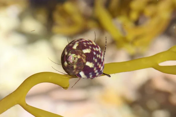 Deniz Piyadesi Düz Kabuklu Gastropodun Makro Fotoğrafı Gibbula Umbilicalis Bir — Stok fotoğraf