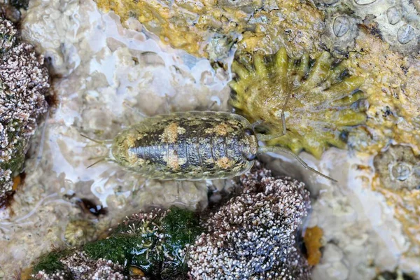 Mořská Břidlice Ligia Oceanica Skále Přílivové Zóně Atlantiku Francii — Stock fotografie