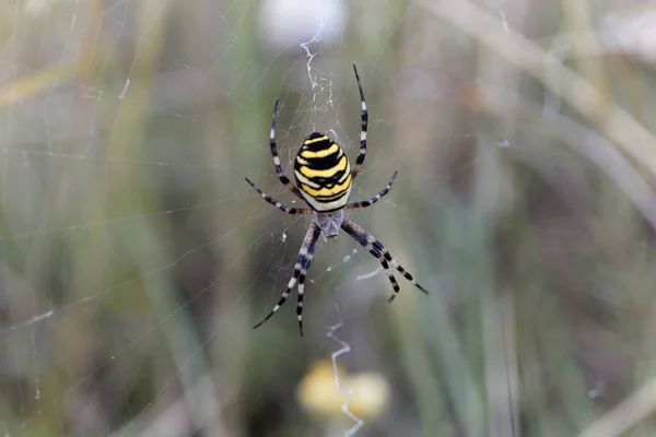 Macro Foto Uma Aranha Fêmea Vespa Argiope Bruennichi Rede — Fotografia de Stock