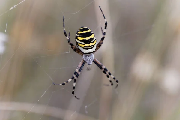 一只雌性黄蜂蜘蛛Argiope Bruennichi在网上的宏观照片 — 图库照片