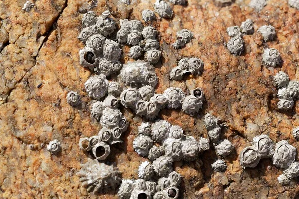 Conchas Cracas Estreladas Chthamalus Stellatus Sobre Substrato Rochoso Uma Zona — Fotografia de Stock