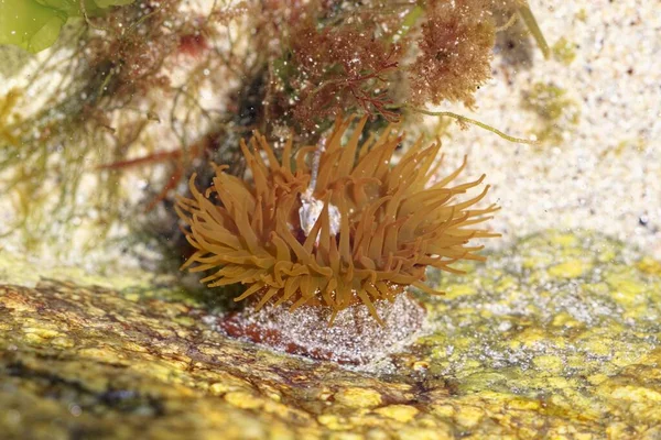 Болотяна Анемона Actinia Equina Водоймі Біля Атлантичного Океану Франції — стокове фото