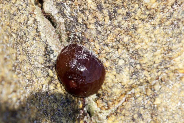 Anemone Actinia Equina บนห นในโซน Intertidal — ภาพถ่ายสต็อก