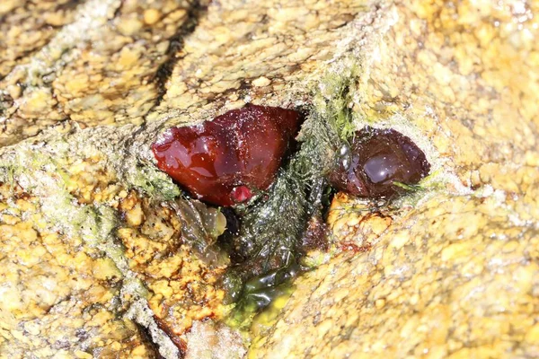 Anemone Actinia Equina บนห นในโซน Intertidal — ภาพถ่ายสต็อก