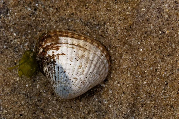 A living common cockle, Cerastoderma edule, in intertidal sands on a beach.