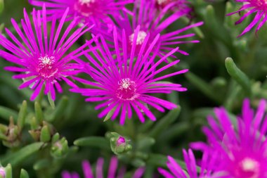 Buz kıracağının çiçeği, Delosperma Cooci