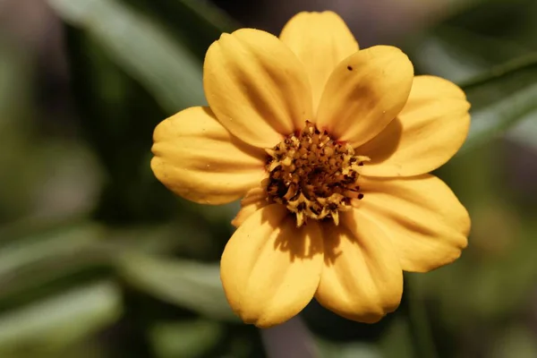 Zinnia Növény Virága Zinnia Haageana — Stock Fotó