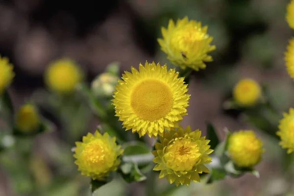 Kwiat Żółtej Przybrzeżnej Wiecznej Roślin Helichrysum Decorum — Zdjęcie stockowe