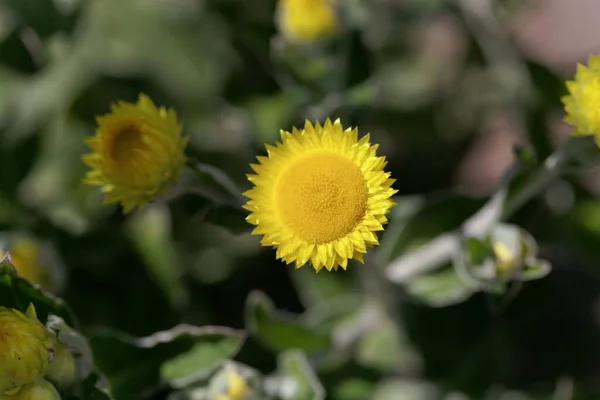 Blomma Gula Kusten Everlasting Helichrysum Dekorum — Stockfoto