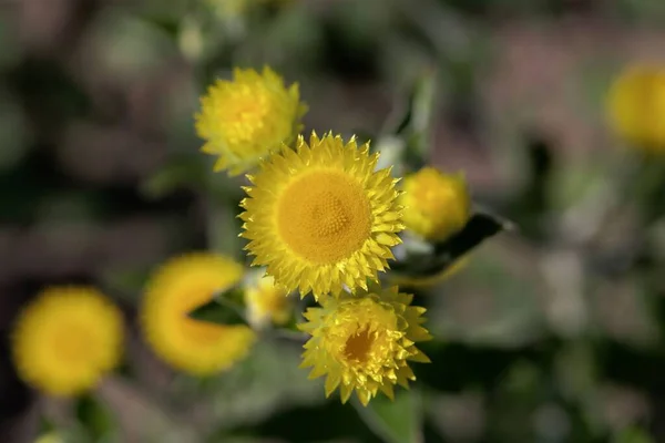 Flor Costa Amarilla Planta Eterna Helichrysum Decoro —  Fotos de Stock