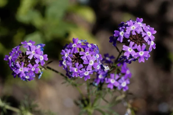 Blommor Klippa Verbena Glandularia Tenera — Stockfoto