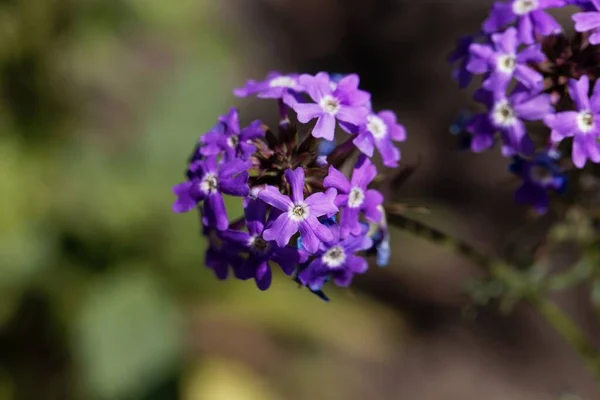 Las Flores Roca Verbena Glandularia Tenera —  Fotos de Stock