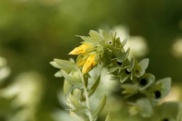 Méhféreg Növény Virága Cerinthe Minor — Stock Fotó