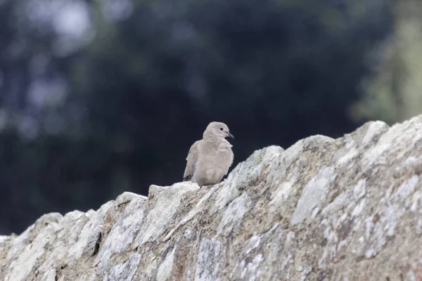 Avrasyalı bir güvercin, Streptopelia dekaokto, duvarda.. 