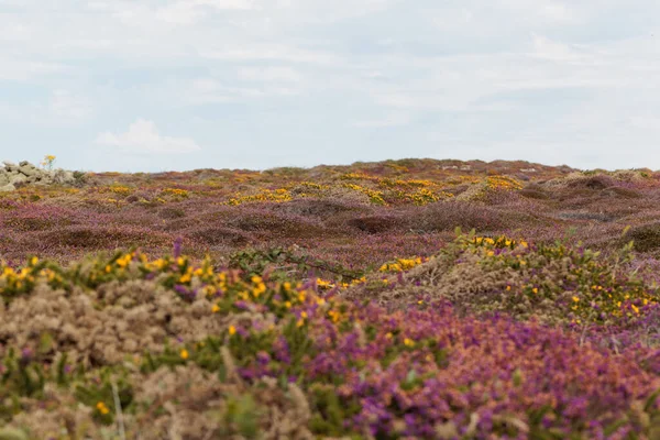 Fransa 'nın Brittany kentindeki Ouessant ya da Ushant adasındaki Heath manzarası. 