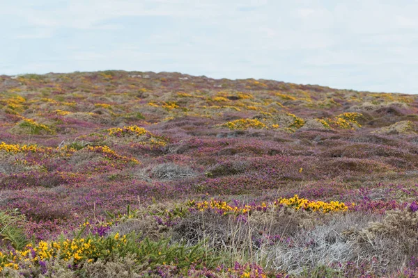 Fransa 'nın Brittany kentindeki Ouessant ya da Ushant adasındaki Heath manzarası. 