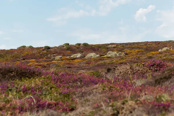 Fransa 'nın Brittany kentindeki Ouessant ya da Ushant adasındaki Heath manzarası. 