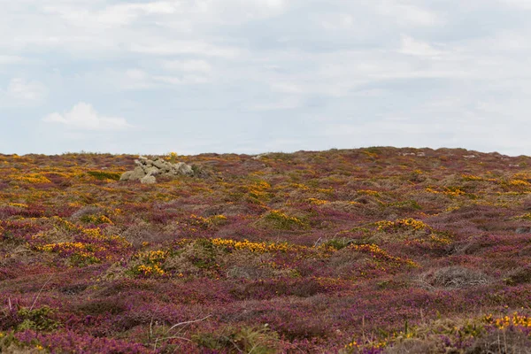 Fransa 'nın Brittany kentindeki Ouessant ya da Ushant adasındaki Heath manzarası. 