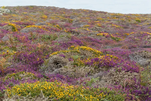 Fransa 'nın Brittany kentindeki Ouessant ya da Ushant adasındaki Heath manzarası. 