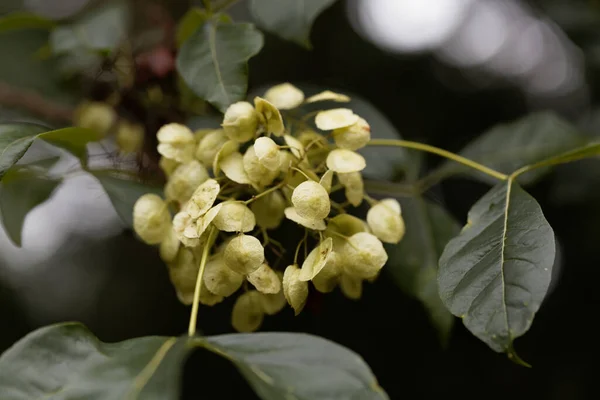 Macro Photo Avec Les Fruits Hoptree Commun Ptelea Trifoliata — Photo