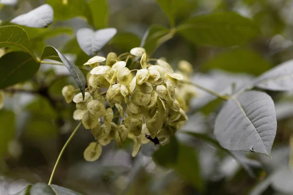 Makrofoto Mit Früchten Eines Gewöhnlichen Hopfenbaums Ptelea Trifoliata — Stockfoto