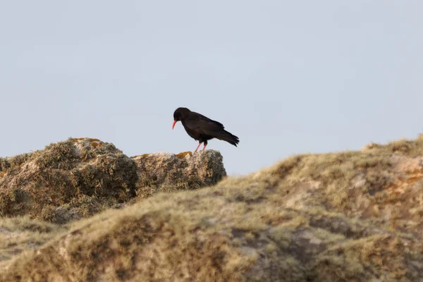 Красноклювая Капуста Pyrrhocorax Pyrrhocorax Острове Ouessant Ushant Франции — стоковое фото
