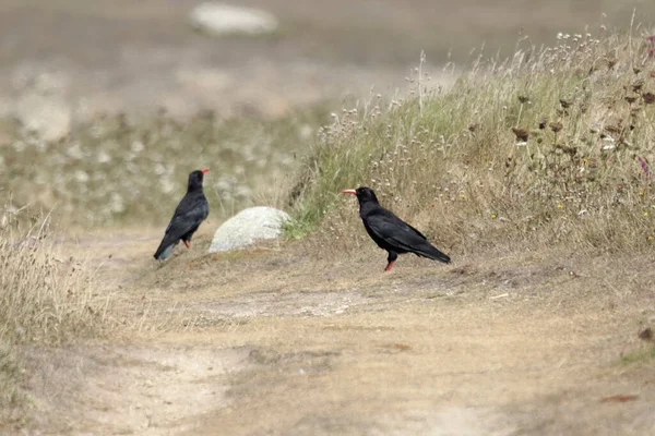 Par Choughs Pico Rojo Pyrrrhocorax Pyrrhocorax Camino Ouessant Ushant Isla — Foto de Stock